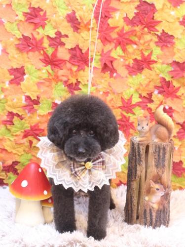 20241130ラブくん